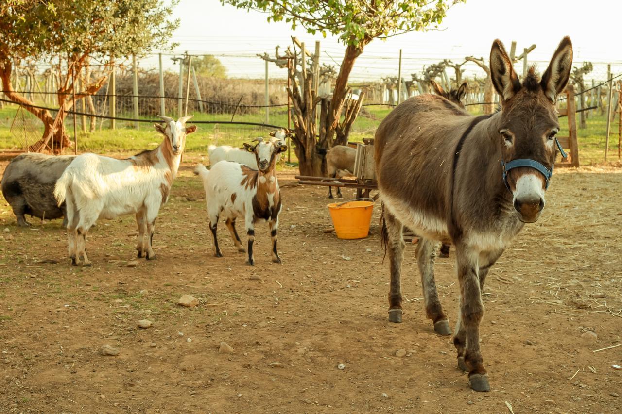 Azienda Agrituristica Il Pago Nova Siri Marina Bagian luar foto